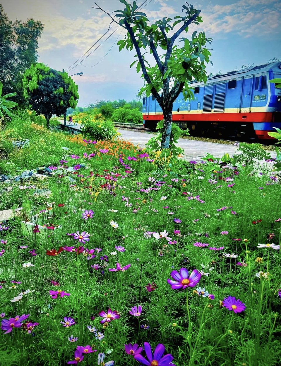 Tàu Thống Nhất chạy qua vườn hoa cosmos đầy màu sắc tại Ga Suối Kiết